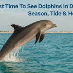 Best Time To See Dolphins In Destin: Season, Tide & Hours