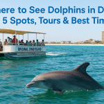 Where to See Dolphins in Destin: 5 Spots, Tours & Best Times