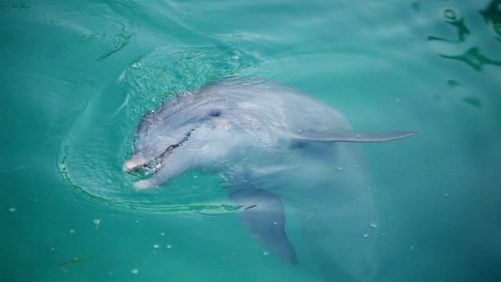 Crab Island Shark Boat Dolphin Cruises